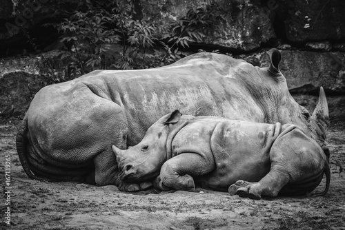 Obraz Fotograficzny Rhino calf sleeping up against the mother