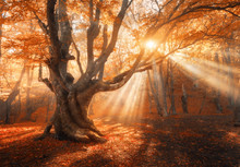 Magical Old Tree With Sun Rays In The Morning Amazing Forest Fog Colorful