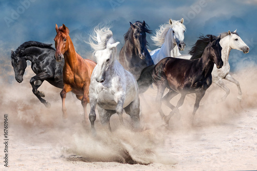 Obraz na płótnie Horse herd run in desert dust storm