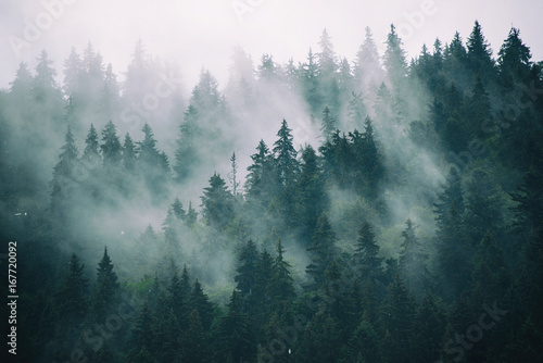 Misty landscape with fir forest in hipster vintage retro style © Roxana