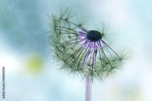 Obraz na płótnie Beautiful white dandelion with seeds