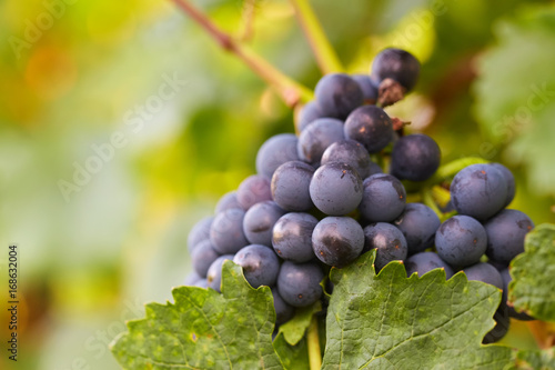 Close up of a blue grape in the vineyard