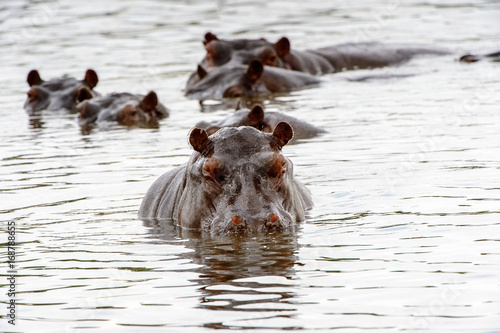 Obraz na płótnie Hippopotamus, in the Moremi Game Reserve (Okavango River Delta), National Park, Botswana