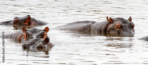 Obraz na płótnie Hippopotamus, in the Moremi Game Reserve (Okavango River Delta), National Park, Botswana