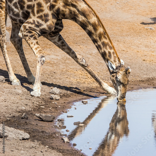 Close view of drinking giraffe. Etosha national park,Namibia. Poster