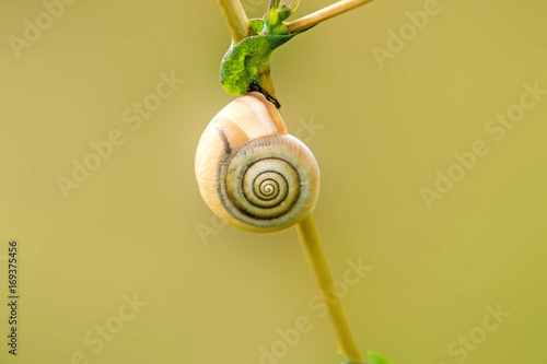 Hain-Bänderschnecke, Ruhezeit auf einem Grashalm