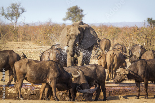 Obraz Fotograficzny African bush elephant in Kruger National park, South Africa