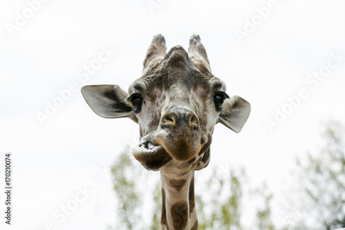 Obraz na płótnie The close-up of the giraffe
