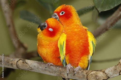 perruche-du-soleil-couple-assis-sur-une-branche-aratinga-solstitialis