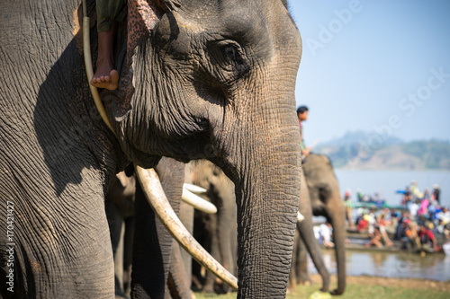 Obraz na płótnie A herd of elephants closeup
