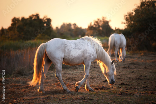 Two camargue white horses in golden red sunset light. Poster
