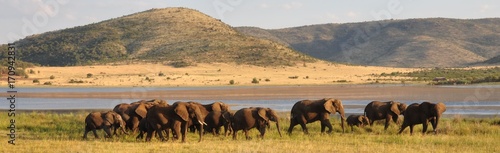 Obraz na płótnie Elephant herd in beautiful surroundings