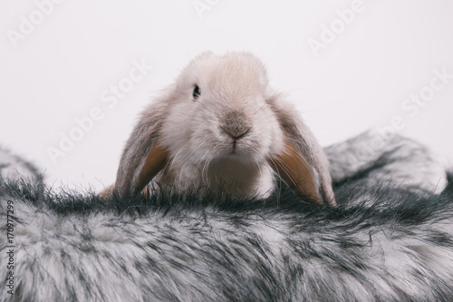 lapins-decoratifs-de-paques