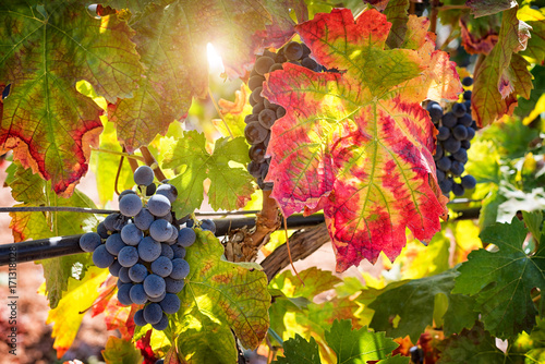 Red wine grapes on vineyards in autumn harvest. Ripe grapes in fall.