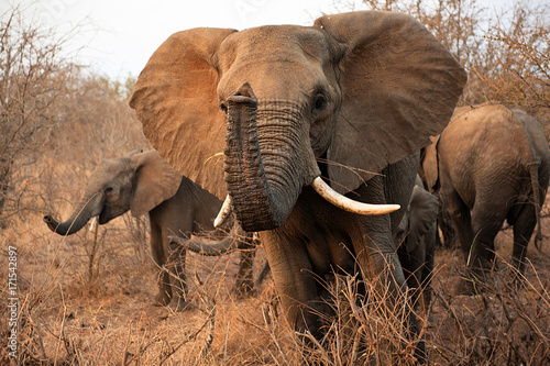 Obraz na płótnie Elephant in Kruger Park