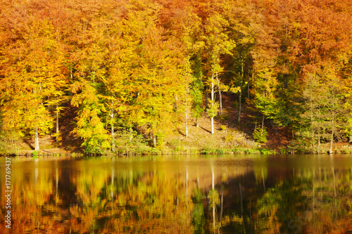 foret-d-39-automne-coloree-et-lac