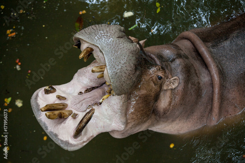 Obraz na płótnie Portrait of Hippo with open mouth and dirty teeth. the view from the top