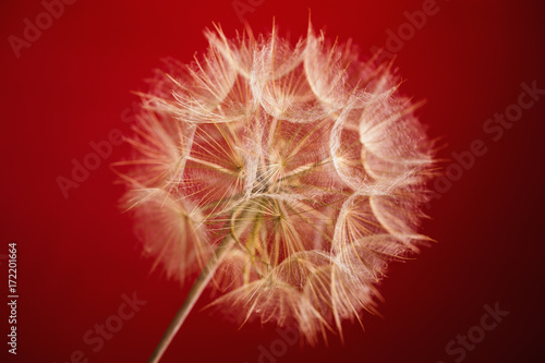 Obraz na płótnie Abstract macro photo of a dandelion on red background.