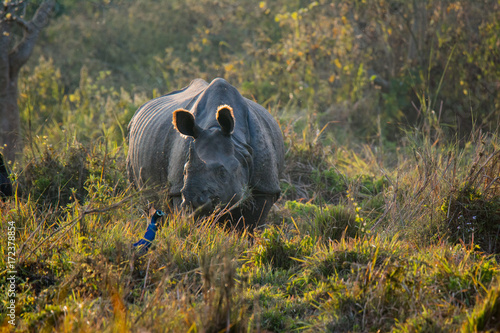 Obraz na płótnie Rhino at Chitwan National Park in Nepal