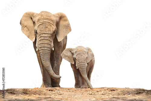 Obraz na płótnie African elephant (Loxodonta africana) family on a white background.
