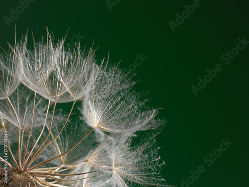 Obraz na płótnie The macro photo the beautiful dandelion