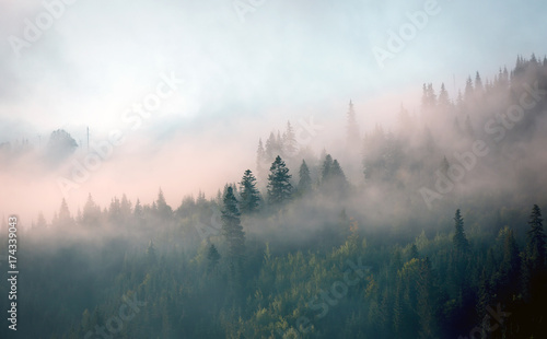 morning mist in mountain forest © Pavel Klimenko