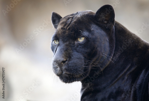 panthere-le-zoo-de-moscou