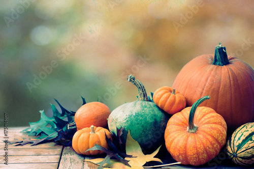 Fall Thanksgiving Harvest of Pumpkins and Gourds in still life display with Golden Autumn Leaves Blur Background with room or space for copy, text, words. Horizontal with cross process for mood © canduscamera