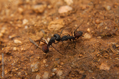 Dos hormigas peleando | Buy Photos | AP Images | DetailView