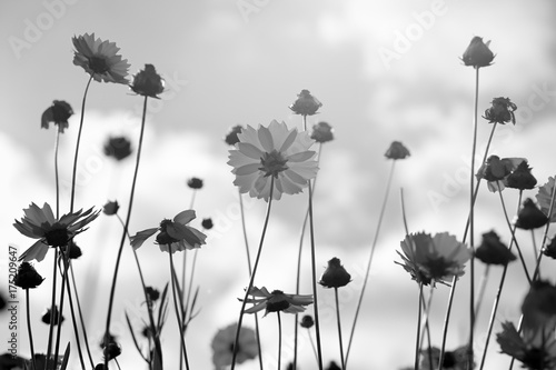 czarno-biale-kwiaty-coreopsis