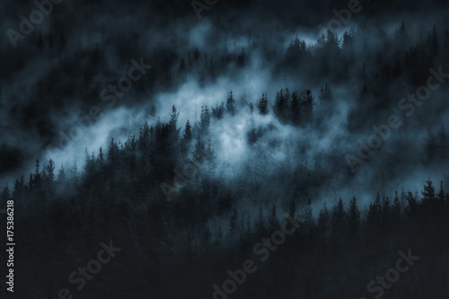 dark scary forest with fog