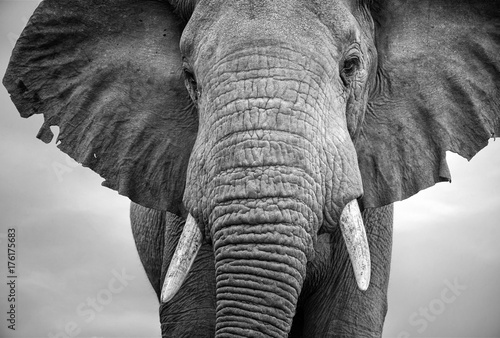 Obraz na płótnie Close-up of a male elephant with ears extended