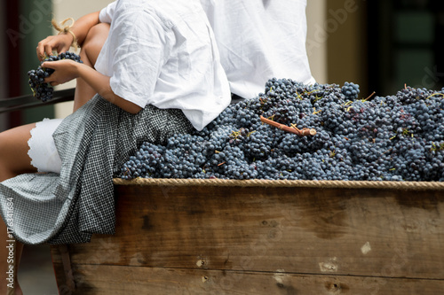 Asti, Italy - September 10, 2017: Women sitting on an old wagon carry bunches of black grapes for grape harvest