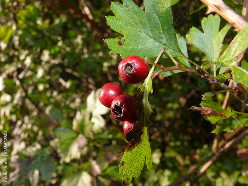 Beeren am Strauch