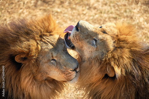 Obraz na płótnie a pair of lions