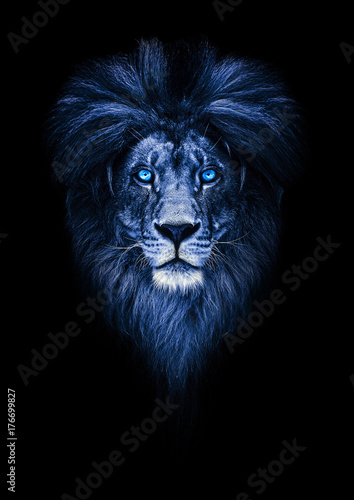 Obraz Fotograficzny Portrait of a Beautiful lion, lion with icy eyes