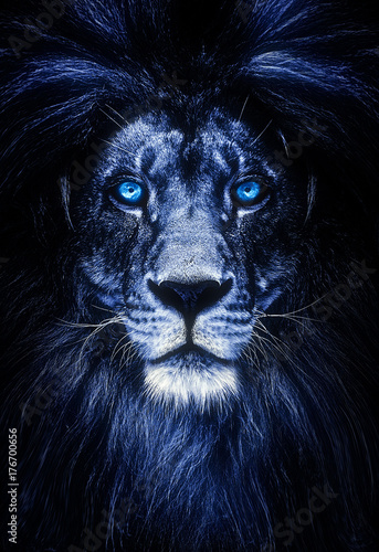 Obraz na płótnie Portrait of a Beautiful lion, lion with icy eyes