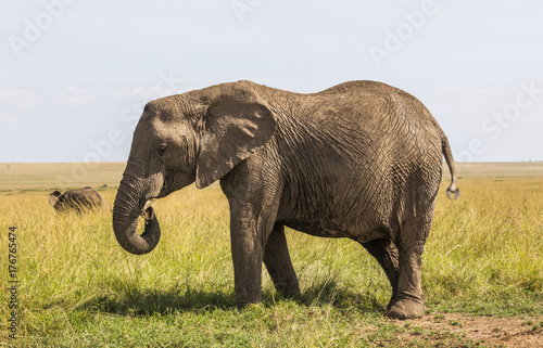 Obraz na płótnie Safari Elephants in the Masai Mara