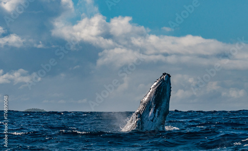 la-ballena-jorobada-violando-y-saltando-en-el-mar-azul-polinesio