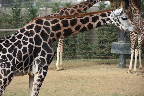 Obraz na płótnie giraffe