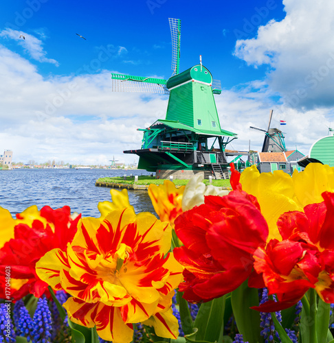 tradycyjne-drewniane-holenderskie-wiatraki-zaanse-schans-i-tulipany-kwiaty-holandia