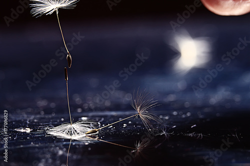 Obraz na płótnie dandelion seeds black background concept lightness