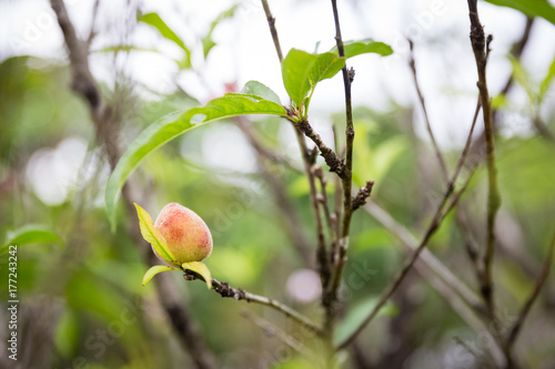 lonely plum on tree
