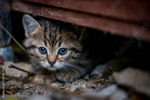 Obraz Fotograficzny kitten in city