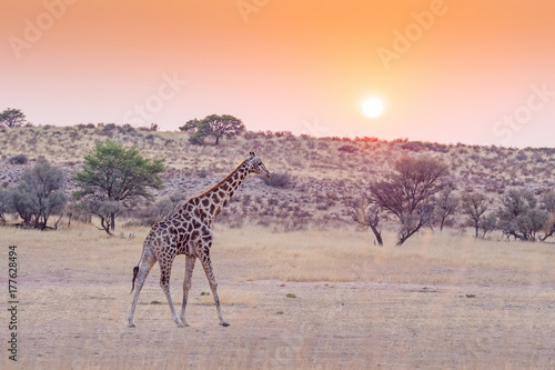 Obraz na płótnie A giraffe at sunrise in the Kalahari