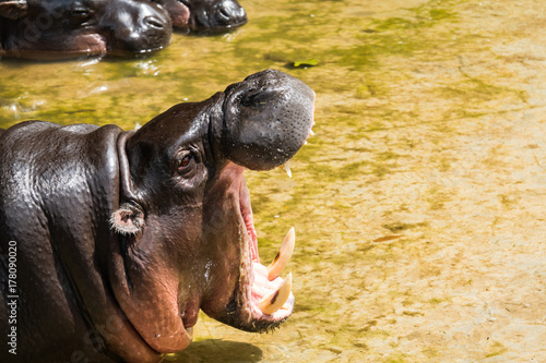 Obraz Fotograficzny Hippopotamus yawn and wide open mouth on sunshine morning