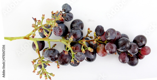 Black grapes with drop of water isolated on white background.