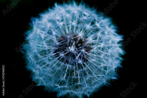 Obraz na płótnie Faded dandelion close up 