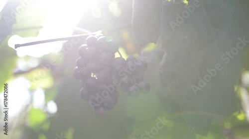 Ripe grapes in vineyard ready for harvesting or gathering
