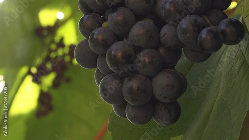 Ripe grapes in vineyard ready for harvesting or gathering